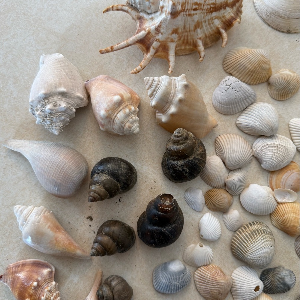 Seashell Collection - Picture 4 of 7